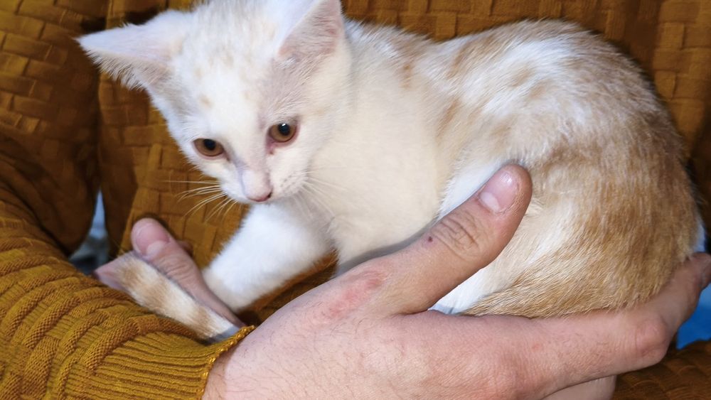 Котенок в добрые руки
