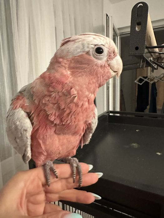 Papagal vorbitor pui Roza Kakadu ( Galah)  crescut la mana
