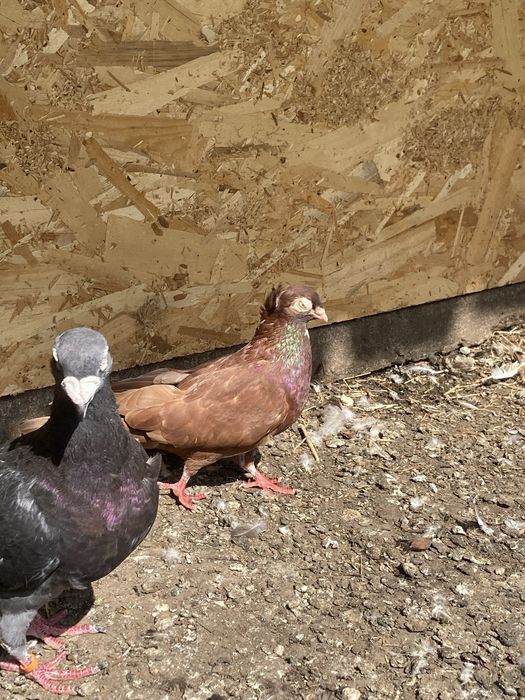 Porumbei gusati si cochincina schimb