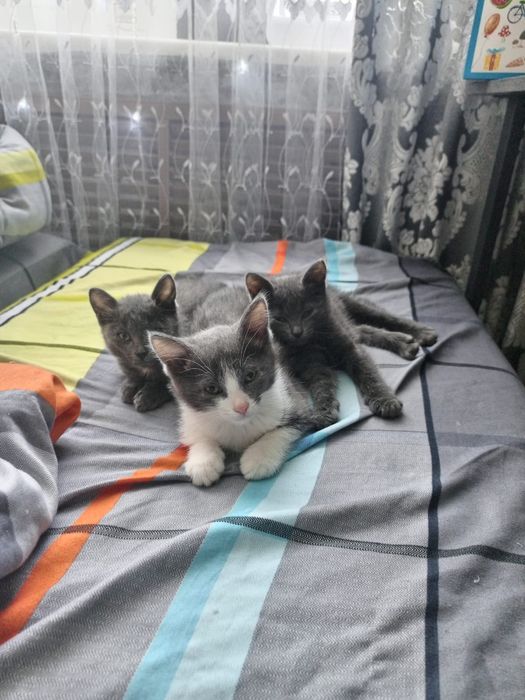 Отдам в хорошие руки