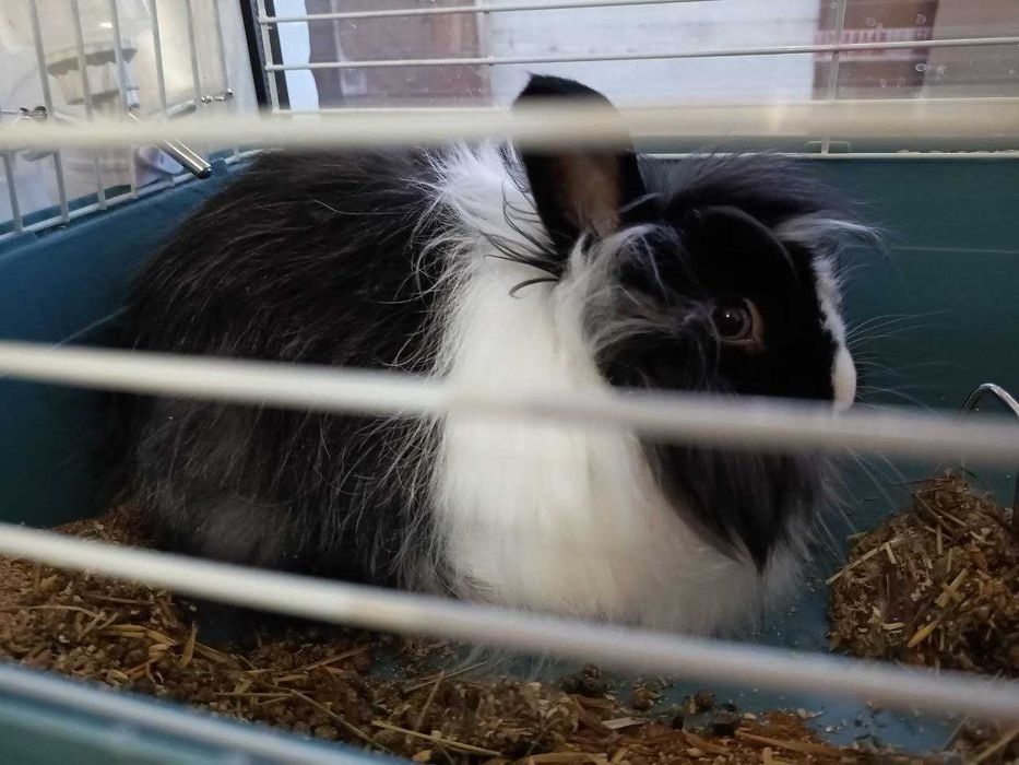 Продам кролика со всем необходимым