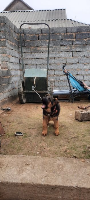 Овчарка сатылады