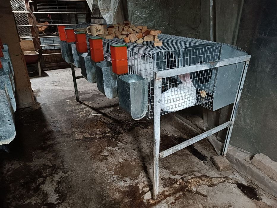 Quyon bolalari sotuvda zoti hikol