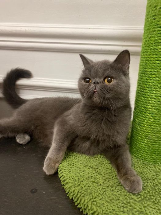 Отдам котика в хорошие руки