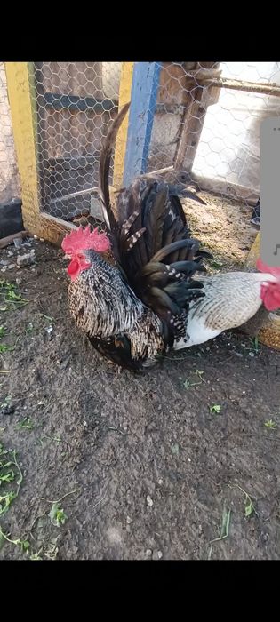 Cocoșei chabo tineri