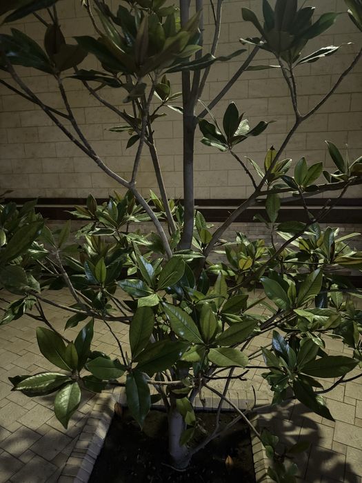 Пальма и магнолия