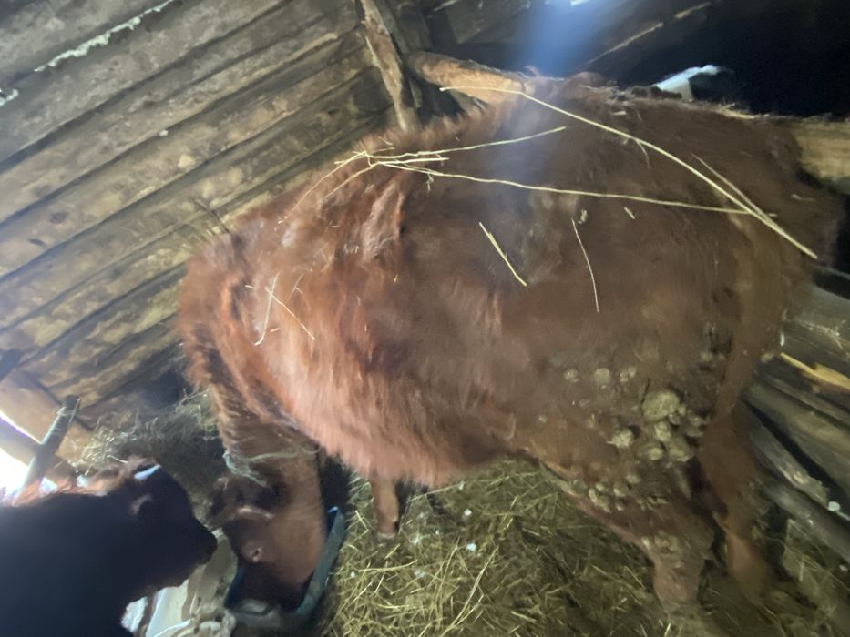 Продается два бычка один тёлка