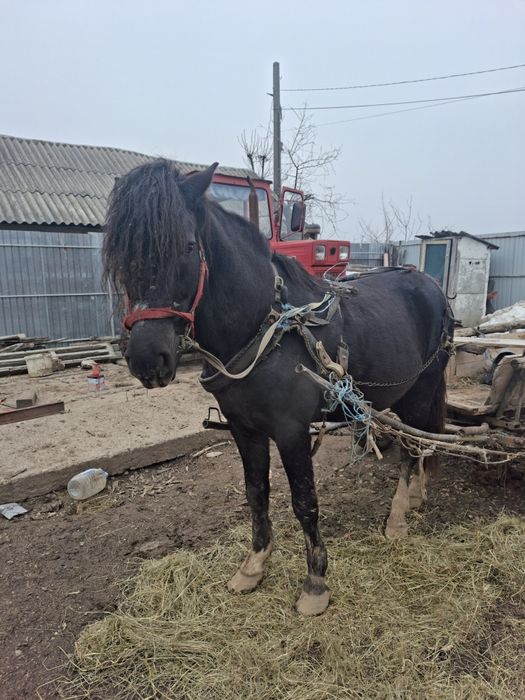 Armăsar de vânzare