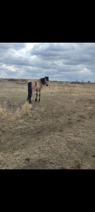 Жеребец рабочий.