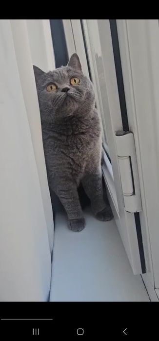 Британская кошка