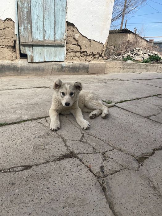 Кушик сатылады кушик