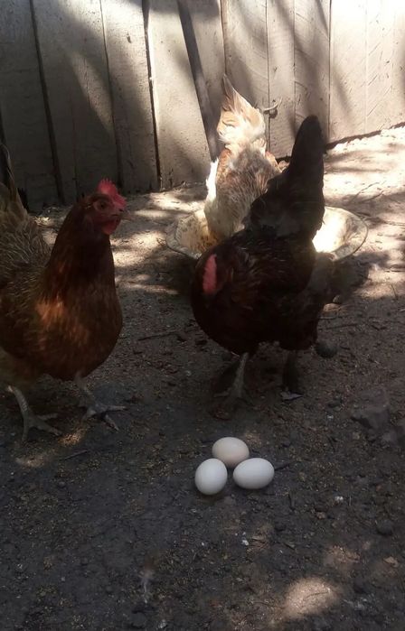 Продам инкубационные яйца