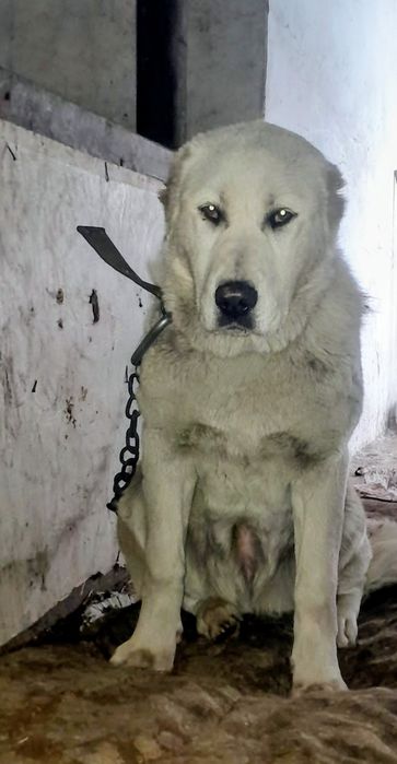 Продам щенка Алабая,девочка, 3месяца