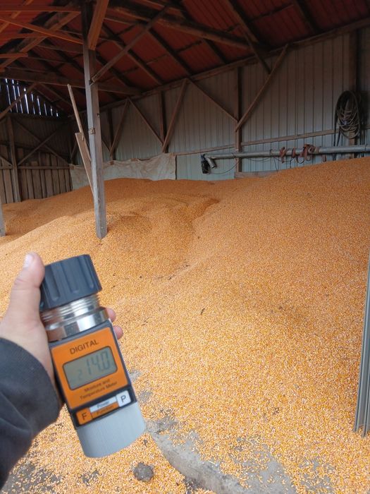 Vand porumb boabe si grauu !