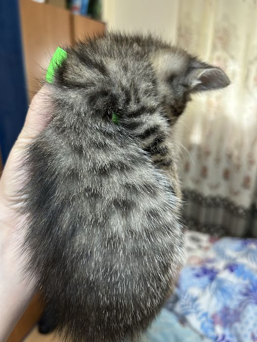 Продам котят Полу Британцев