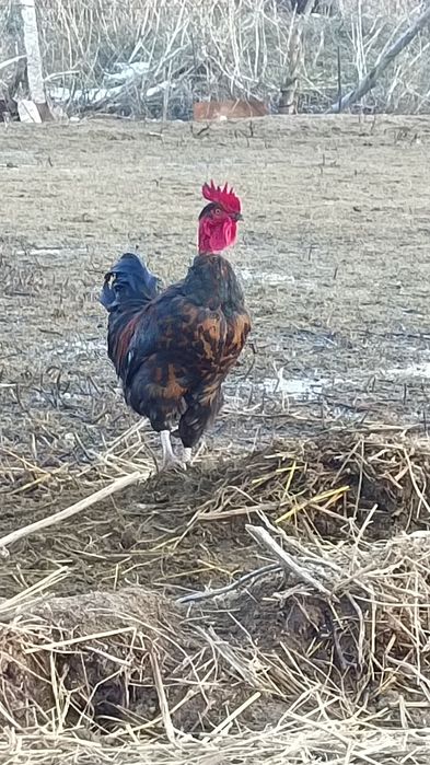 Жас қораздар сатылады