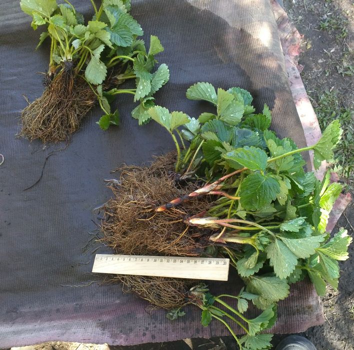 Таёжная земляника