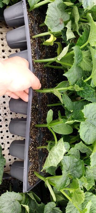 Разсад КРАСТАВИЦИ Тиквички, Пъпеш,Дини