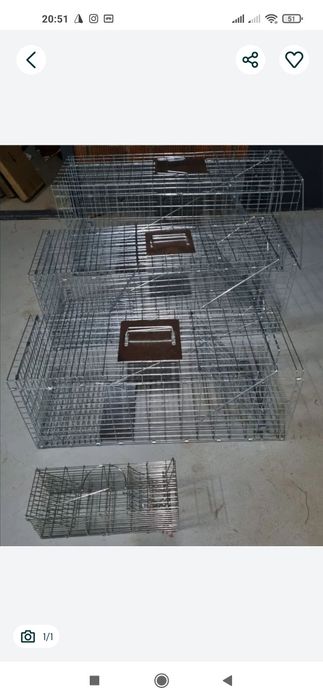 Ловушка крыс и кошка (Qopqon Lovushka)