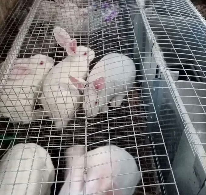 Хиколь зотли қуёнлар