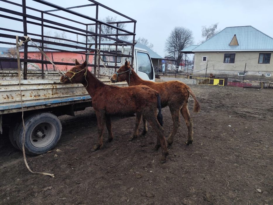 Тайлар сатылады жуас