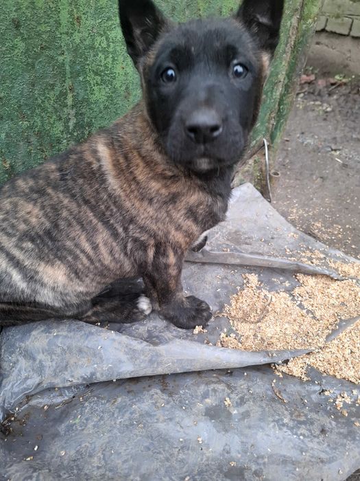 Кученца на 65 дни