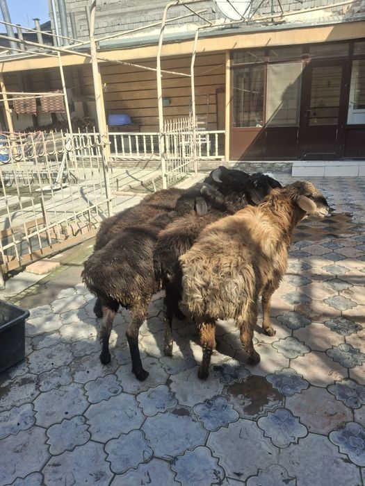 Тоқты Қошқарлар бар