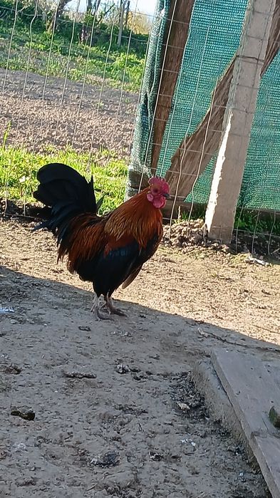Vând sau schimb cocoși pitici