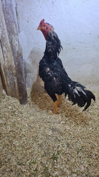 Продам петуха дакана