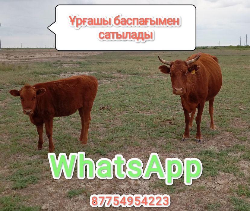 Сиыр сатылады баспағымен
