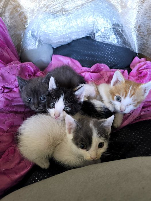 Милые и ласковые котята