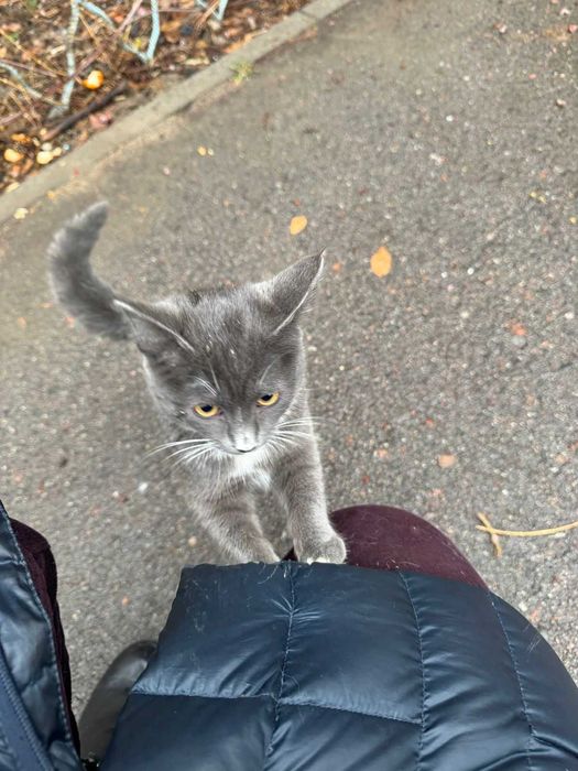 Найдена кошечка 4-6 месяцев