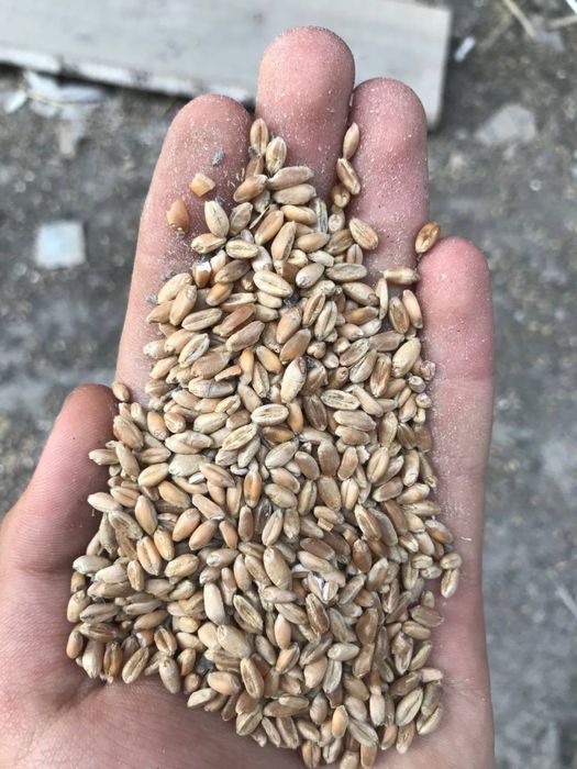 Arpa qozoq 50kg qopli vagondan