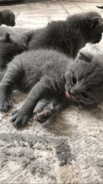 Продам кошек Алматы