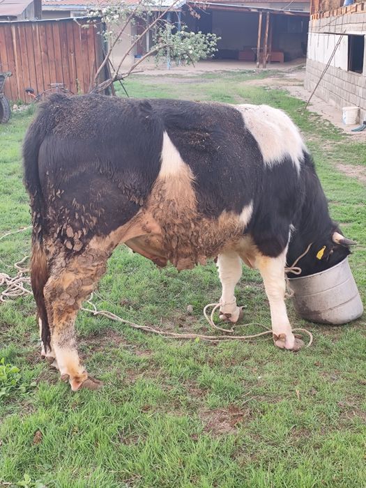 Продам быка через веса.