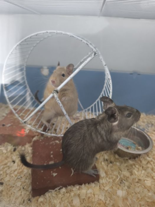 Animale de companie