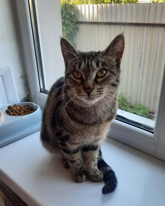 Ласковая девочка в добрую семью