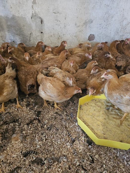 Vand puicute mixte mari