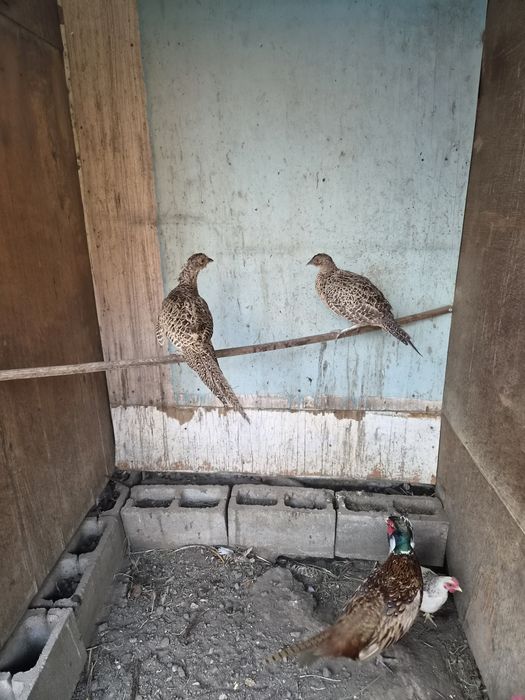 Продам  фазанов  две самки и самец