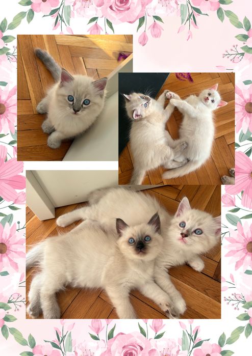 Рагдол котенца #ragdoll