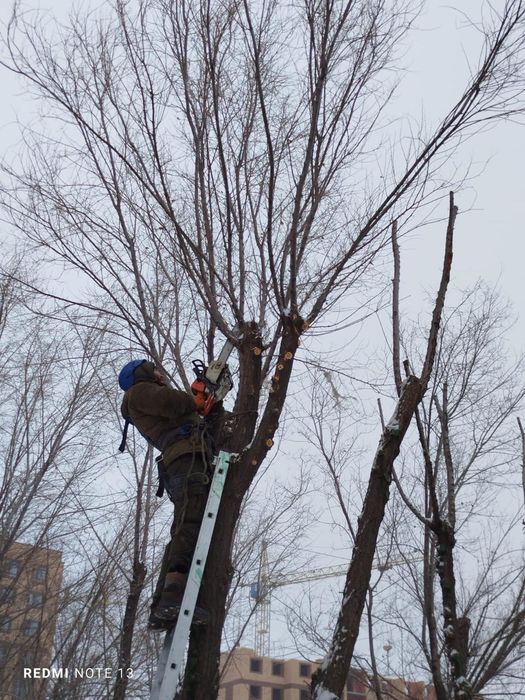 Кронирование деревьев, спил сухих и опасных деревьев.