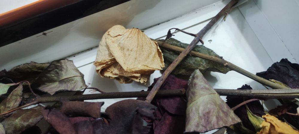 Куриган гуллар смола учун