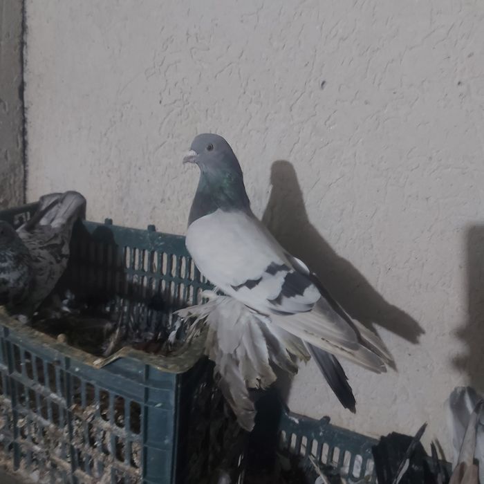 Уди самец тяга 20 25 метров