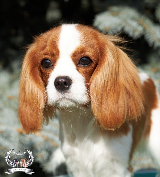 Кавалер Кинг Чарльз Спаниель девочка блейнхейм
