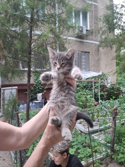 Продаю котят/кошек/котов в  городе Ташкент  одаю в хорошие руки не дор