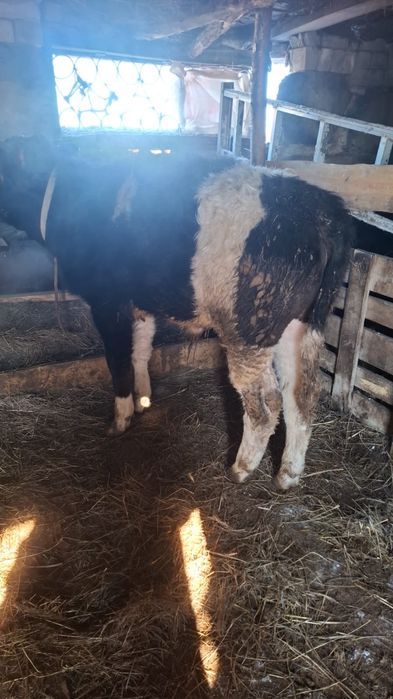 Букалар сатылады