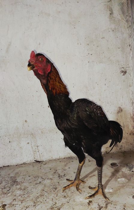 Дакан. Бойцовский петух