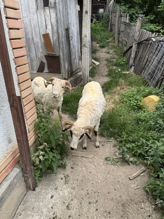 Vand capre plus iezi