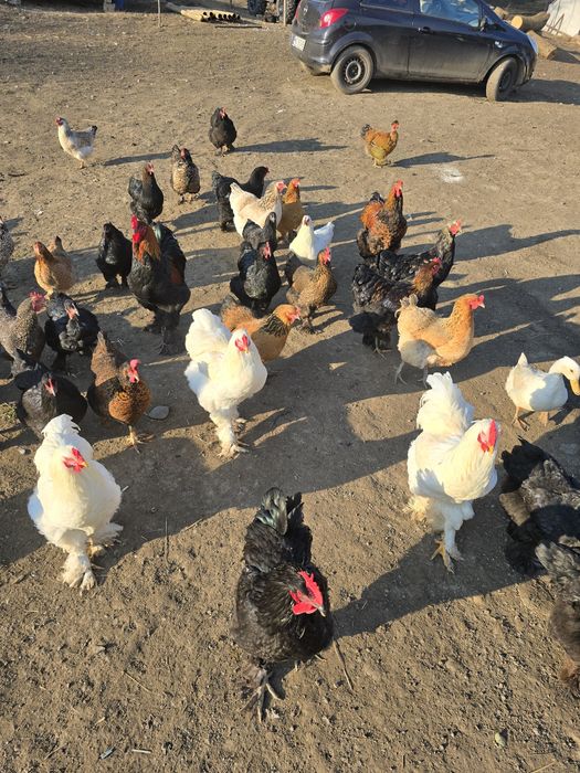 Vând cocoși de rasă foarte frumoși  din primăvară  NEGOCIABIL