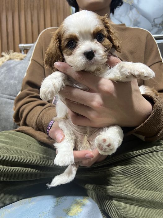 Кавалер Кинг Чарлз